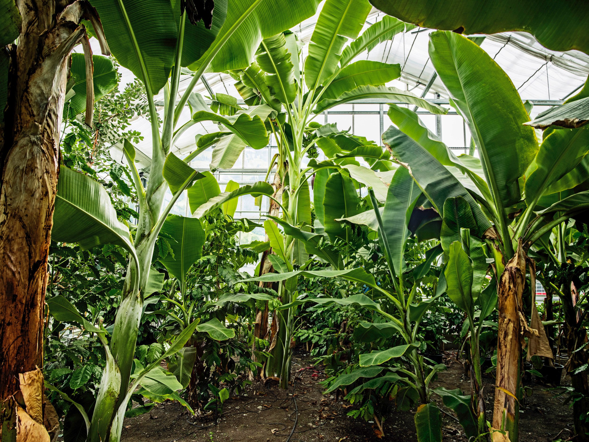 ST_Tropical-House-Frutigen_36164